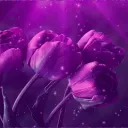 PurpleTulips~ {NOW HAVE A DIFFERENT SERVER}