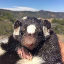 Skunk Furry Hangout Discord server icon