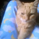 Kitten den
