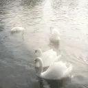 ᕼOEᔕ