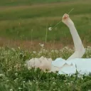 yoga nidra