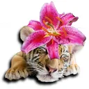 Tiger's Twinkling TeaParty