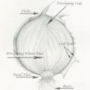 Thatonionguy’s Onion Lore