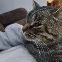 Unemployed Hoomans