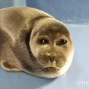 Sealtwt Minecraft server