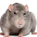 D.o.g’s rat colony!