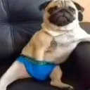 Paco gerte