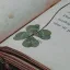 clover