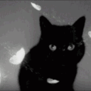 𝑊ℎ𝑖𝑡𝑒 𝐿𝑜𝑡𝑢𝑠  魔