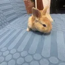 𝐃𝐀𝐑𝐊𝐒