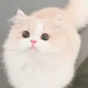 ✧ cat cafe  ₍^. .^₎⟆ ♡
