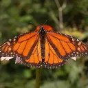 Monarch