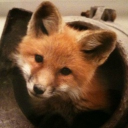 𐔌 犬歯 𐦯 Discord server icon