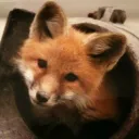 𐔌 犬歯 𐦯