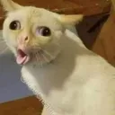 ᴄʀᴇᴀᴍᴘᴀɪᴢᴇ'ꜱ ᴡᴏʀʟᴅ