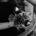 /pawsies
