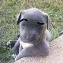 Putos