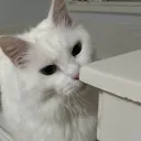 Nat’s Scallywags Discord Server Icon