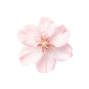 /𝒸uteism ! ⊹ ࣪ ˖𐙚 Discord server icon