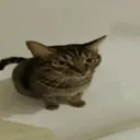 Leya Petting Sim