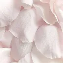 ᶻ 𝗓 𐰁 .ᐟ lily valley 𐙚  //emojis/giveaways/hangout