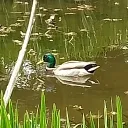 The Duck Pond