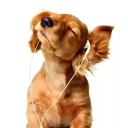 Norwegian Salmon ATM Discord server icon