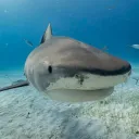 Sharky’s Aquarium