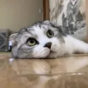 きゃっと鯖