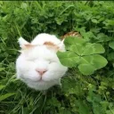 clover lane 🍀 art﹒adopts﹒social﹒commissions