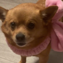 ˚.🍥🎀༘⋆Puppywhfan ྀིྀ