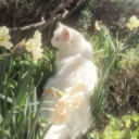 -ˋˏ ༻. Euphoria .༺ ˎˊ- Server Icon