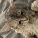 CattoIsland Discord server icon