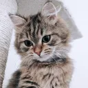 Chlochlo