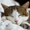 CATMETODS # 1