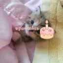 pawcakes        .     ゛ ⸝⸝.ᐟ⋆