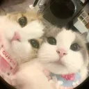 〆　meows 　⊱　0/3