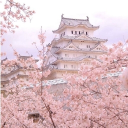 ⊹₊˚‧︵‿₊୨The Blossom Palace⋆‧°𓏲ּ𝄢 Discord server icon