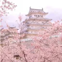 ⊹₊˚‧︵‿₊୨The Blossom Palace⋆‧°𓏲ּ𝄢