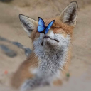KawaiiFoxes Discord server icon