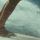 Lumira | STAFF PAGATO