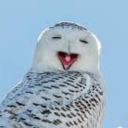 Snowy Owls Discord server icon