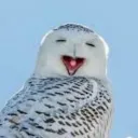 Snowy Owls