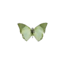 sage   .☘ ݁˖   #closed