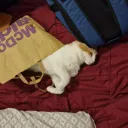 TWITCH STREAM