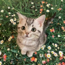 Twinkle Skies✨ avatar