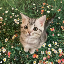 Discovery icon for Twinkle Skies✨ Discord server