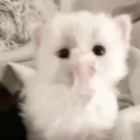˖ . ݁𝜗𝜚. ݁₊
