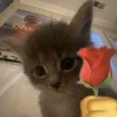 CUCUMBER CHAT