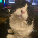 Fat Cat Fandom